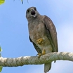 Ridgway's Hawk